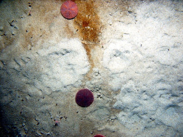 Sand, rippled (low and broad), organic matting concentrated in ripple troughs, sand dollars and their tracks on ripple crests, crab, small burrowing anemones.