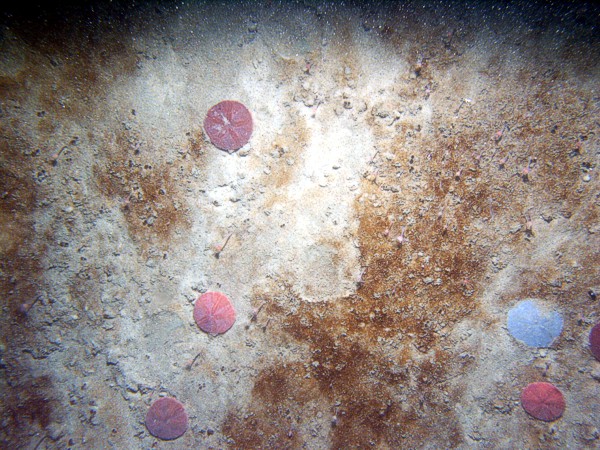 Sand, rippled (low and broad), organic matting concentrated in ripple troughs, sand dollars and their tracks on ripple crests, crab, small burrowing anemones.