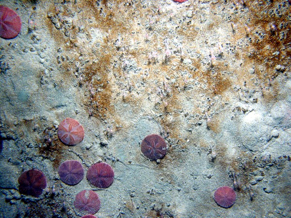 Mud, dense, cohesive, gray, burrowed (possible an outcrop of glaciolacustrine or marsh sediment), sand, small current ripples, numerous burrows, small burrowing anemones, sand dollars and their tracks on ripple crests, skate.