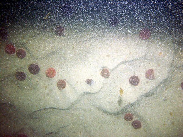 Sand, current ripples, no organic matting, trace of shell debris, dense patches of sand dollars.