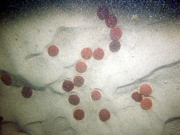 Sand, current ripples, no organic matting, trace of shell debris, dense patches of sand dollars.