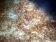 Sand, some pebbles, ripples, thin layer of organics, sand dollars, starfish, moon snail casings.