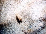 Sand, gravelly (pebbles), scattered cobbles, sand dollars, thin layer of organics.