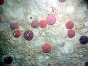 Sand, undulating bottom, numerous sand dollars, crabs.