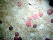 Sand, undulating bottom, numerous sand dollars, crabs.