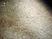 Sand, gravel and organics concentrated in ripple troughs, some shell debris, crabs.