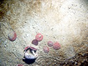 Sand, ripples, sand dollars, organics concentrated in troughs, scattered shell debris, sand eels, moon snail, crabs.