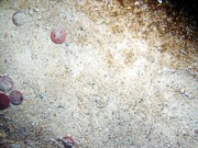 Sand, few pebbles, large ripples (10-20 cm), sand dollars concentrated on ripple crests, organics concentrated in troughs, scattered shell debris. Moon snails.