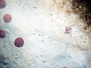 Sand, ripples (10-20 cm high), numerous sand dollars concentrated on crests and organics in troughs, scattered shell debris.