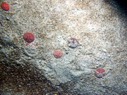 Sand, some gravel, ripples, some sand dollars concentrated on ripple crests and organics and gravel concentrated in troughs, scattered shell debris, fish.