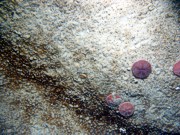 Sand, some gravel, ripples, some sand dollars concentrated on ripple crests and organics and gravel concentrated in troughs, scattered shell debris, fish.