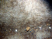 Sand, gravelly, ripples, some sand dollars concentrated on ripple crests and organics and gravel concentrated in troughs, some shell debris.