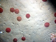 Sand, fine grained, well sorted, flat undulating bottom, scattered shells and shell debris, numerous burrows, sand dollars, crab.