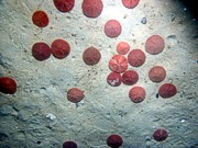 Sand, fine grained, well sorted, flat undulating bottom, scattered shells and shell debris, numerous burrows, sand dollars, crab.