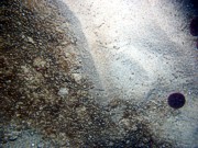 Sand, ripples, heavy organic mat and some shell debris in troughs, sand dollars on crests.