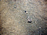 Boulders, sand, large ripples, scattered shell debris, starfish, lobsters.