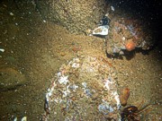 Boulders, sand, large ripples, scattered shell debris, starfish, lobsters.