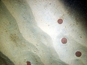 Sand, current ripples, numerous sand dollars, trace of organics and shell debris.