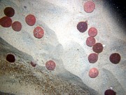 Sand, current ripples, numerous sand dollars, trace of organics and shell debris.