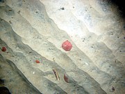 Sand, fine grained, small current ripples, numerous sand dollars, some shells and shell debris, skate.