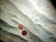 Sand, fine grained, small current ripples, numerous sand dollars, some shells and shell debris, skate.