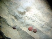 Sand, fine grained, small current ripples, numerous sand dollars, some shells and shell debris, skate, moon snail casings.