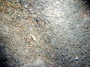 Sand, gravelly, rippled, scattered shell debris, gravel and organics concentrated in troughs, moon snail, small burrowing anemones.