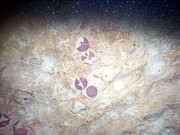 Sand, small ripples (less than 5 cm high), scattered sand dollars with tracks left in the very thin organic matting, trace of shell debris.