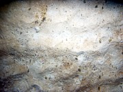 Sand, small ripples (less than 5 cm high), scattered sand dollars with tracks left in the very thin organic matting, trace of shell debris, organics drifting in current, small burrowing anemones.