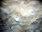 Sand, undulating low ripples, trace of shell debris, sand dollars and their tracks, flounder, sea robin, moon snail.