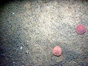 Sand, some gravel primarily in troughs, low undulating rippled bottom, trace of shell debris, sand dollars, hermit crab, starfish.