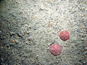 Boulders, gravel, rippled sand, scattered shell debris (clam and snail), crab, sponge, small burrowing anemones.