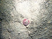 Sand, rippled (low and broad), fine gravel and heavy organics concentrated in the troughs, numerous burrows, starfish, crab, sand dollars and their tracks on ripple crests.