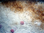 Sand, rippled (low and broad), organic matting concentrated in ripple troughs, sand dollars on ripple crests, numerous burrows, crab, abandoned lobster trap.