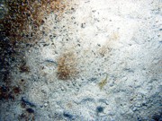 Sand, rippled (low and broad), organic matting concentrated in ripple troughs, sand dollars on ripple crests, numerous burrows, crab, abandoned lobster trap.