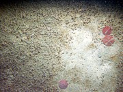 Sand, rippled (low and broad), organic matting concentrated in ripple troughs, sand dollars and their tracks on ripple crests, numerous burrows, crab, small burrowing anemones.