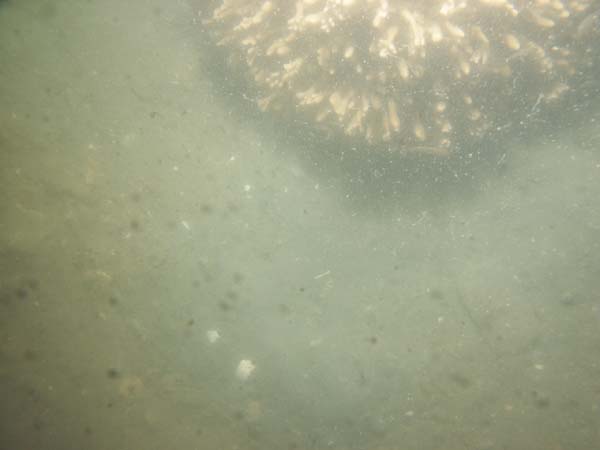 Image of sea bottom photo.