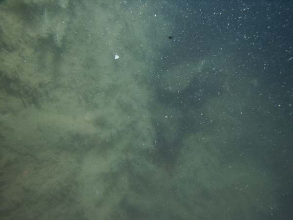 Image of sea bottom photo.