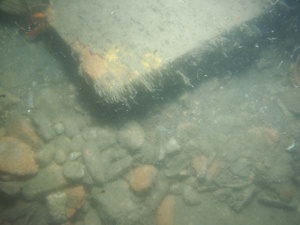 Image of sea bottom photo.