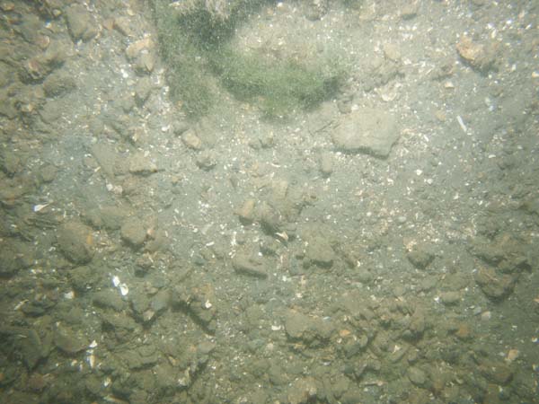 Image of sea bottom photo.