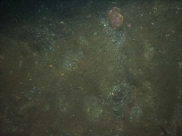 Image of sea bottom photo.