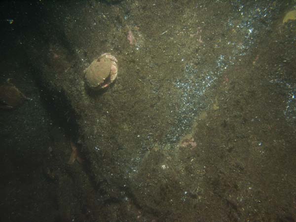 Image of sea bottom photo.