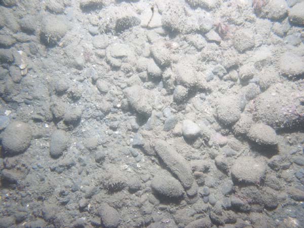 Image of sea bottom photo.