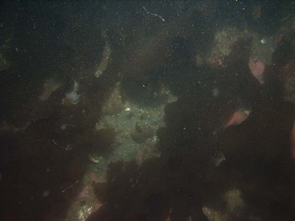 Image of sea bottom photo.