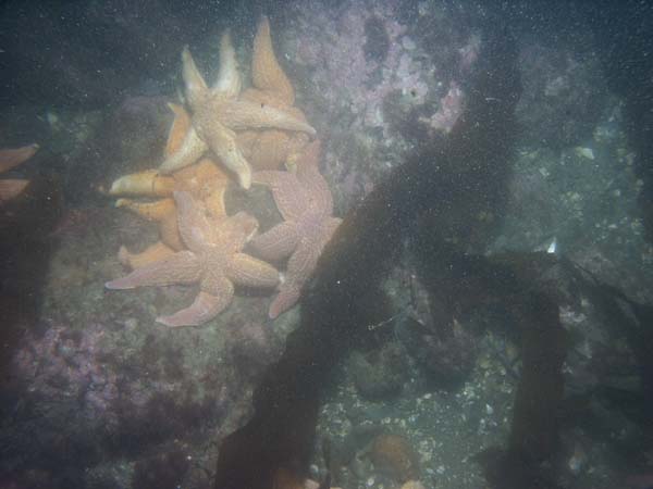 Image of sea bottom photo.