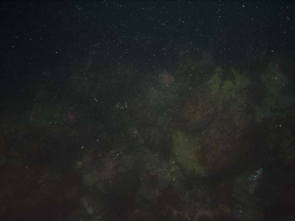 Image of sea bottom photo.