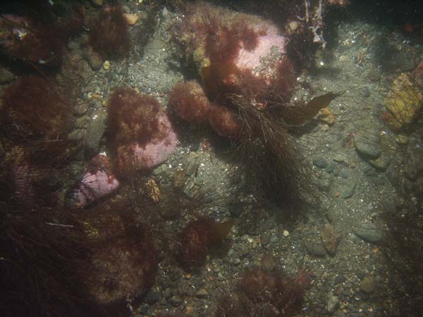 Image of sea bottom photo.