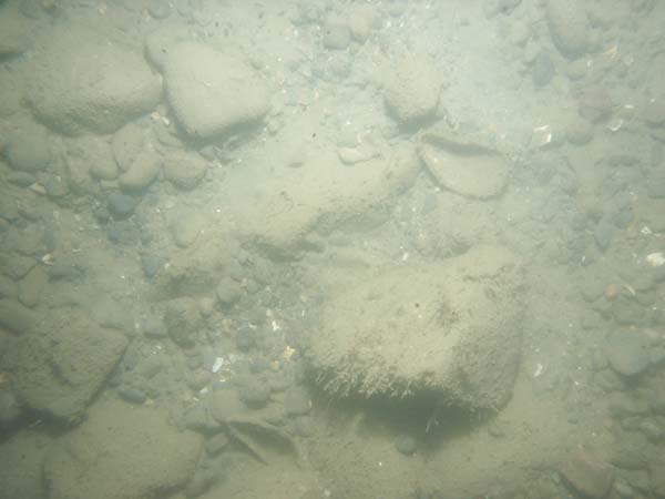 Image of sea bottom photo.