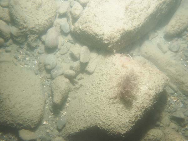 Image of sea bottom photo.