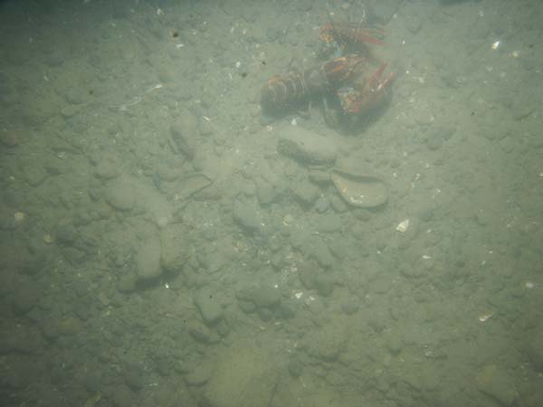 Image of sea bottom photo.